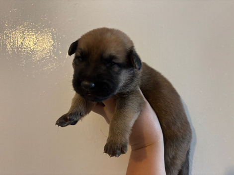 German X Dutch Shepherd puppies