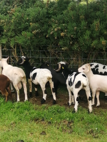 Selection of Rams available