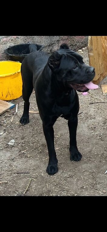 Top bloodline cane corso female having pups