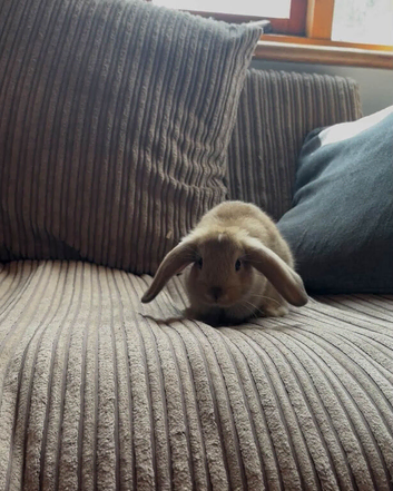 Mini lion lop X last of litter very friendly