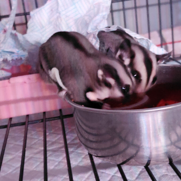 Two sugar gliders