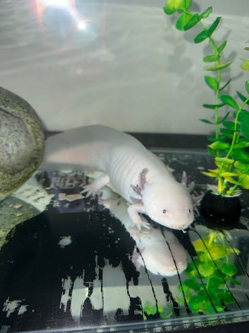 leucistic axolotl