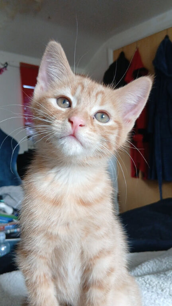 12week old male kitten for sale