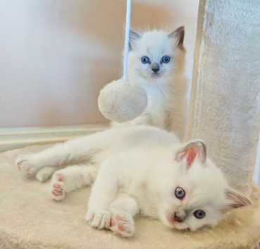 Ragdoll kittens