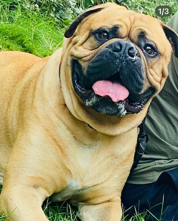 Bullmastiff beautiful male