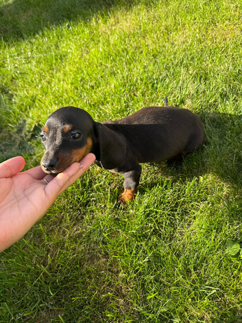 Dachund puppy boy