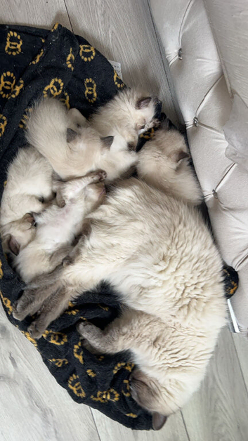 One beautiful ragdoll/blueprint kittens for sale