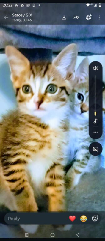 2 tabby kittens