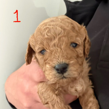 4 Cavapoo puppies