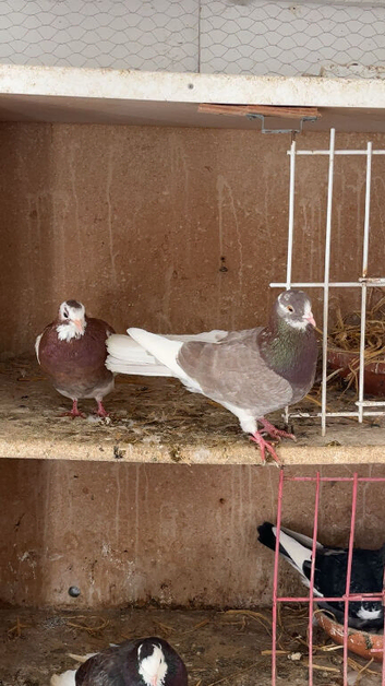 Pair of roller pigeons