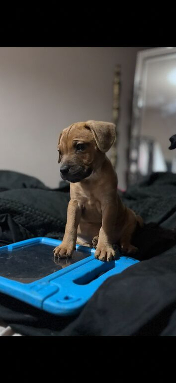Patterdale cross staffy