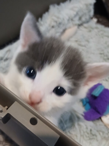 Light grey /white tortoise shell female kitten