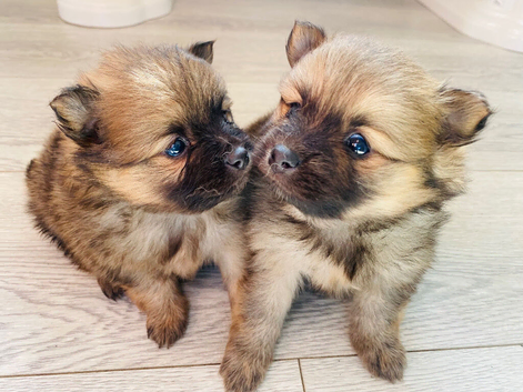 2 beautiful boy puppies