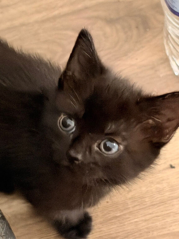 Beautiful kittens