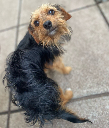 Yorkshire terrier x Jack Russell