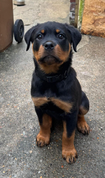 Kc registered rotties