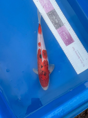 Koi carp 37cm sanke