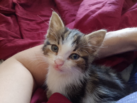 Beautiful kitten for sale