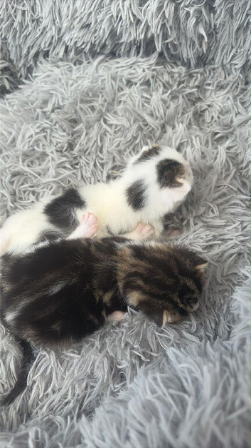 Kittens
