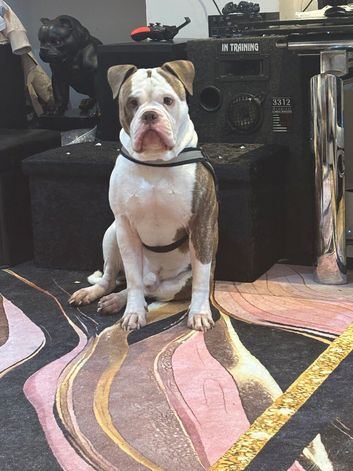 Alpha bulldog