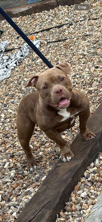 Amazing Pocket bully