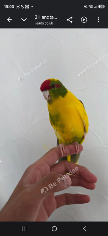 Two kakarikis