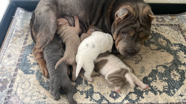 Shar pei puppies