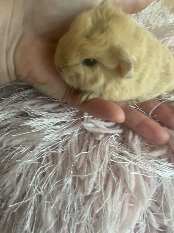 Sow guinea pig girl an boys