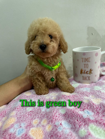 Toy poodle ready now if they are still on here they are available