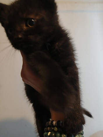 1 pure black kitten left