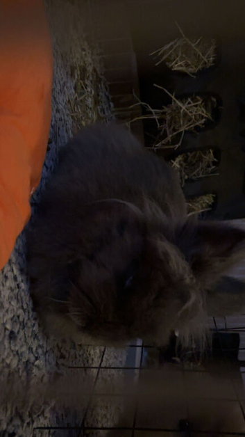 grey lionhead rehoming