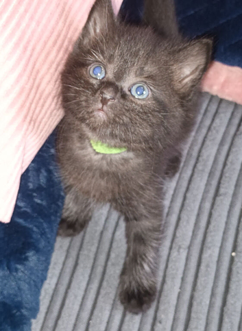 6 adorable kittens ready in 4 weeks