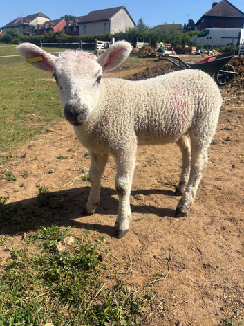 Two pet weathers for sale