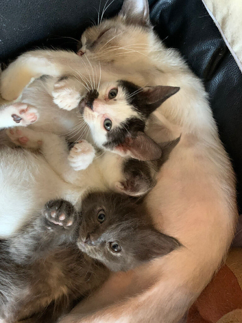 One rag doll cross kitten for sale
