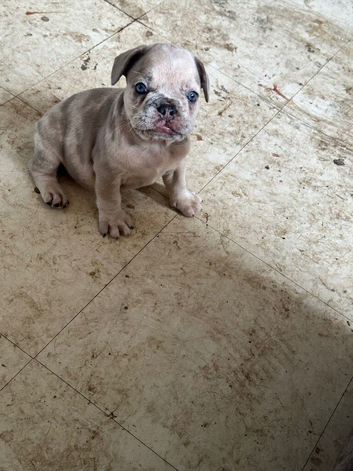 1. Lilac Merle Boy left Dwkc registered