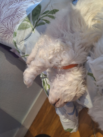 maltese