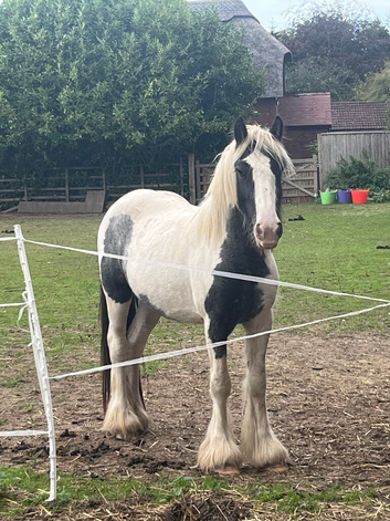 13&rsquo;1hh Piebald cob mare
