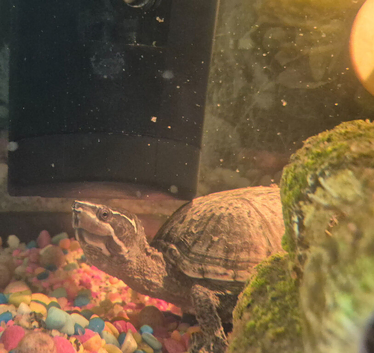 Musk turtle with fish tank and more