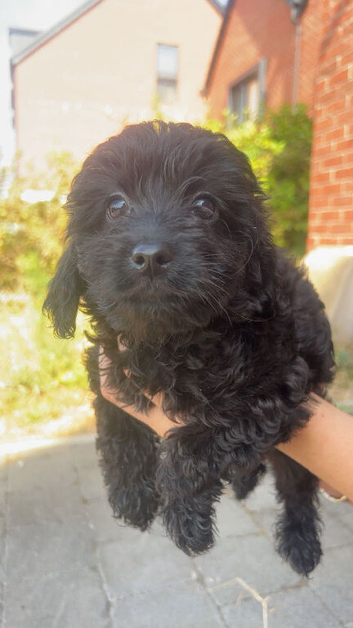 Beautiful pomerpoo  puppies