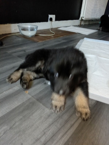 4 puppys left  2 boy 2 girls Stunning big chunk  I can promise you that my dogs are my world and I am so lucky to have them