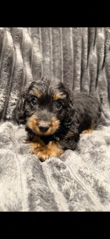 Doxiepoo puppies- available now
