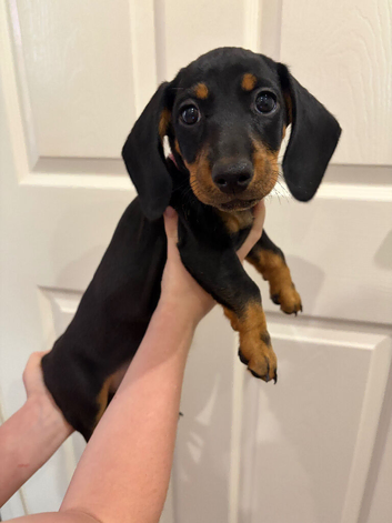 Dachshund puppies READY NOW