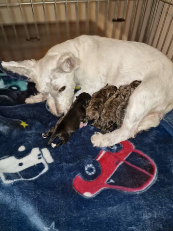 Westie x Shih Tzu