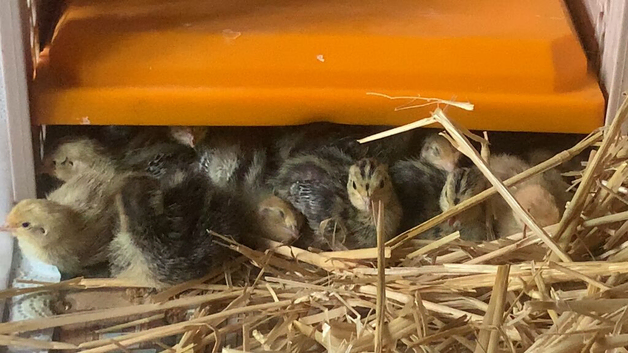 Jumbo Coturnix Quail Chicks &ndash; Healthy & Home‑Raised