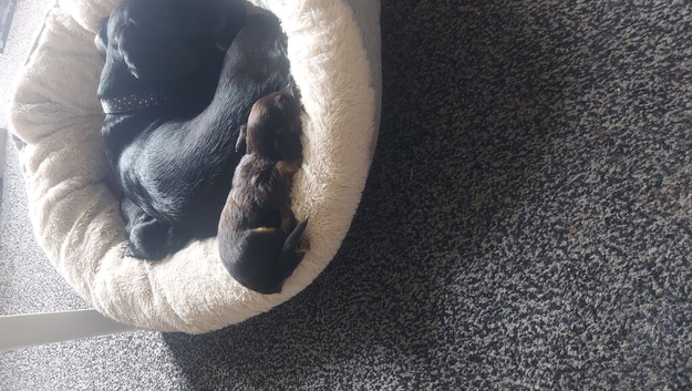 Puppies for sale