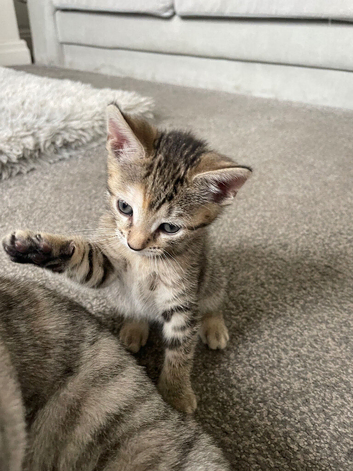 2 remaining kittens
