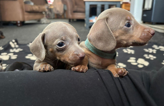 8 beautiful miniature daschshunds