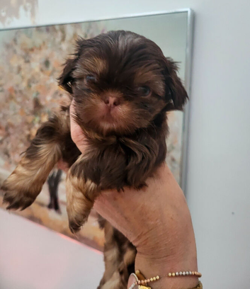 Kc quality Imperial shih tzu