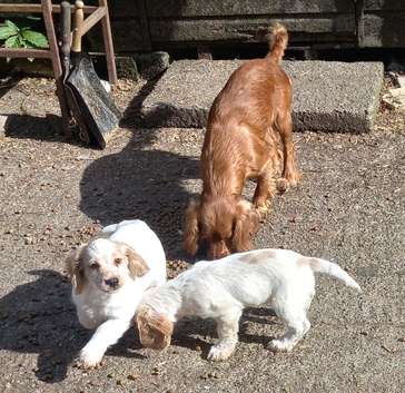 Lemon roan cocker dog pup