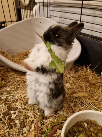 CUTE BUNNY AHEAD